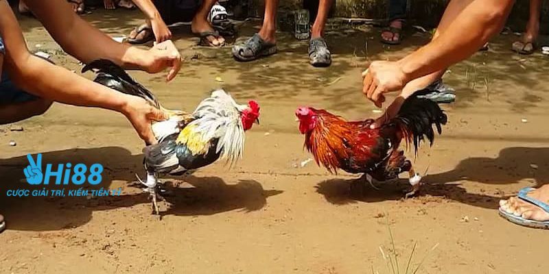 đá gà cựa sắt Campuchia