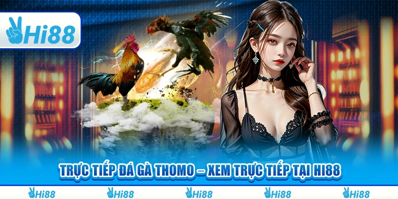Trực Tiếp Đá Gà Thomo – Xem Trực Tiếp Và Cá Cược Tại Hi88