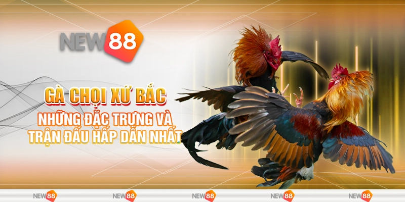 Gà chọi xứ Bắc