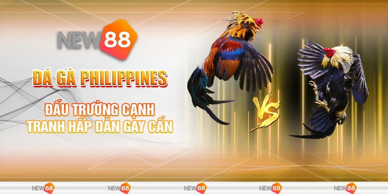 Đá Gà Philippines – Đấu Trường Cạnh Tranh Hấp Dẫn Gay Cấn