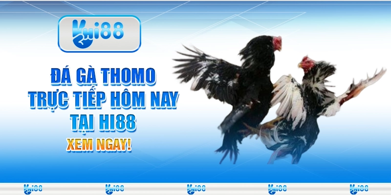 Đá Gà Thomo Trực Tiếp Hôm Nay Tại Hi88 Xem Ngay Cùng Nhà Cái