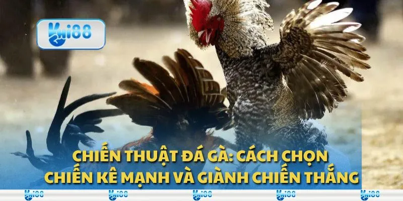 Chiến thuật đá gà: Cách chọn chiến kê mạnh và giành chiến thắng