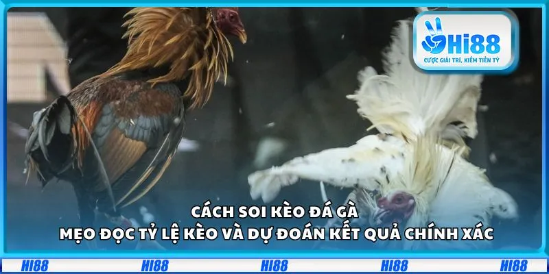 Cách soi kèo đá gà: Mẹo đọc tỷ lệ kèo và dự đoán kết quả chính xác